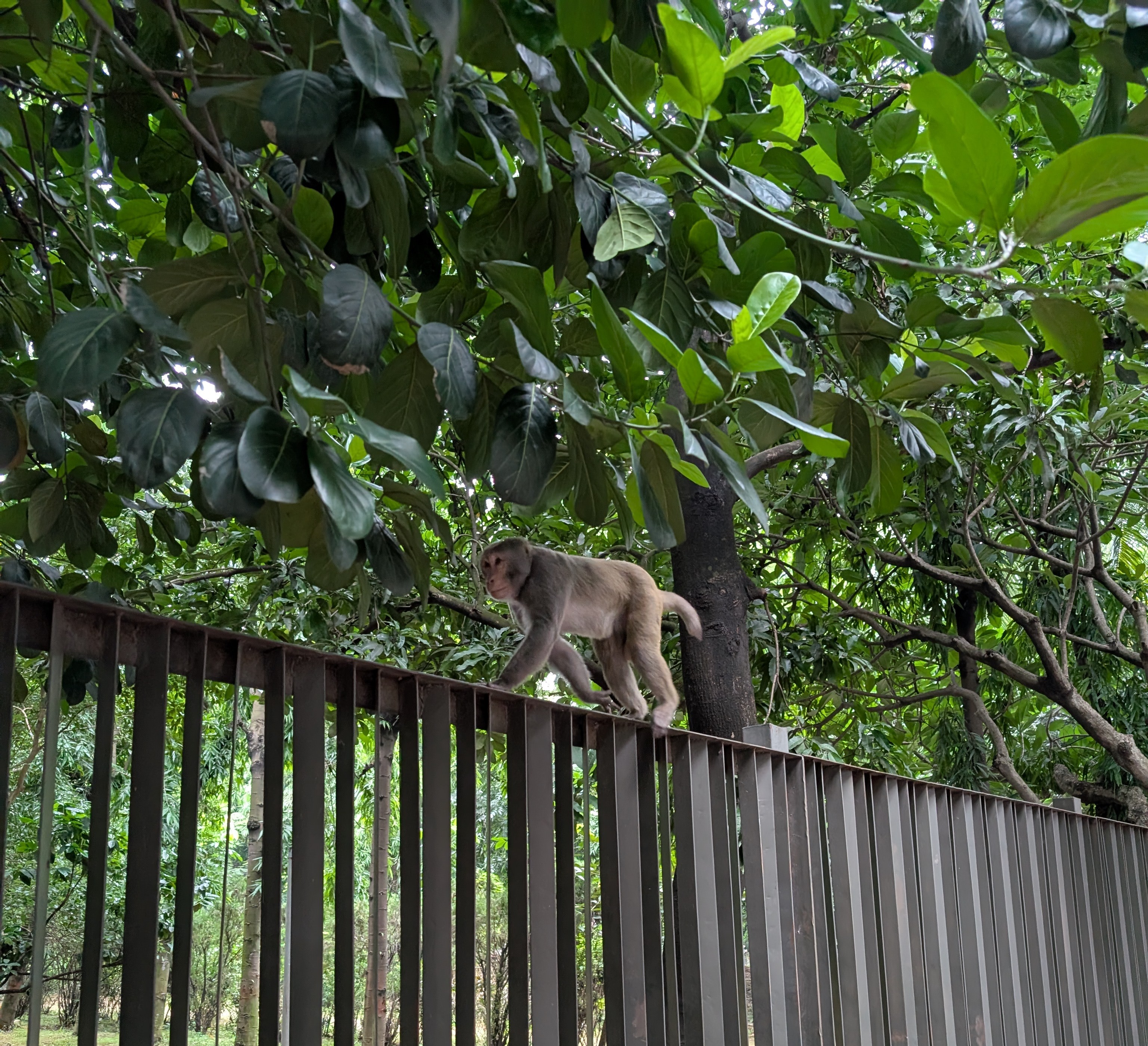 Ein mittelgroßer Affe, der auf einem Zaun entlang auf allen vieren läuft