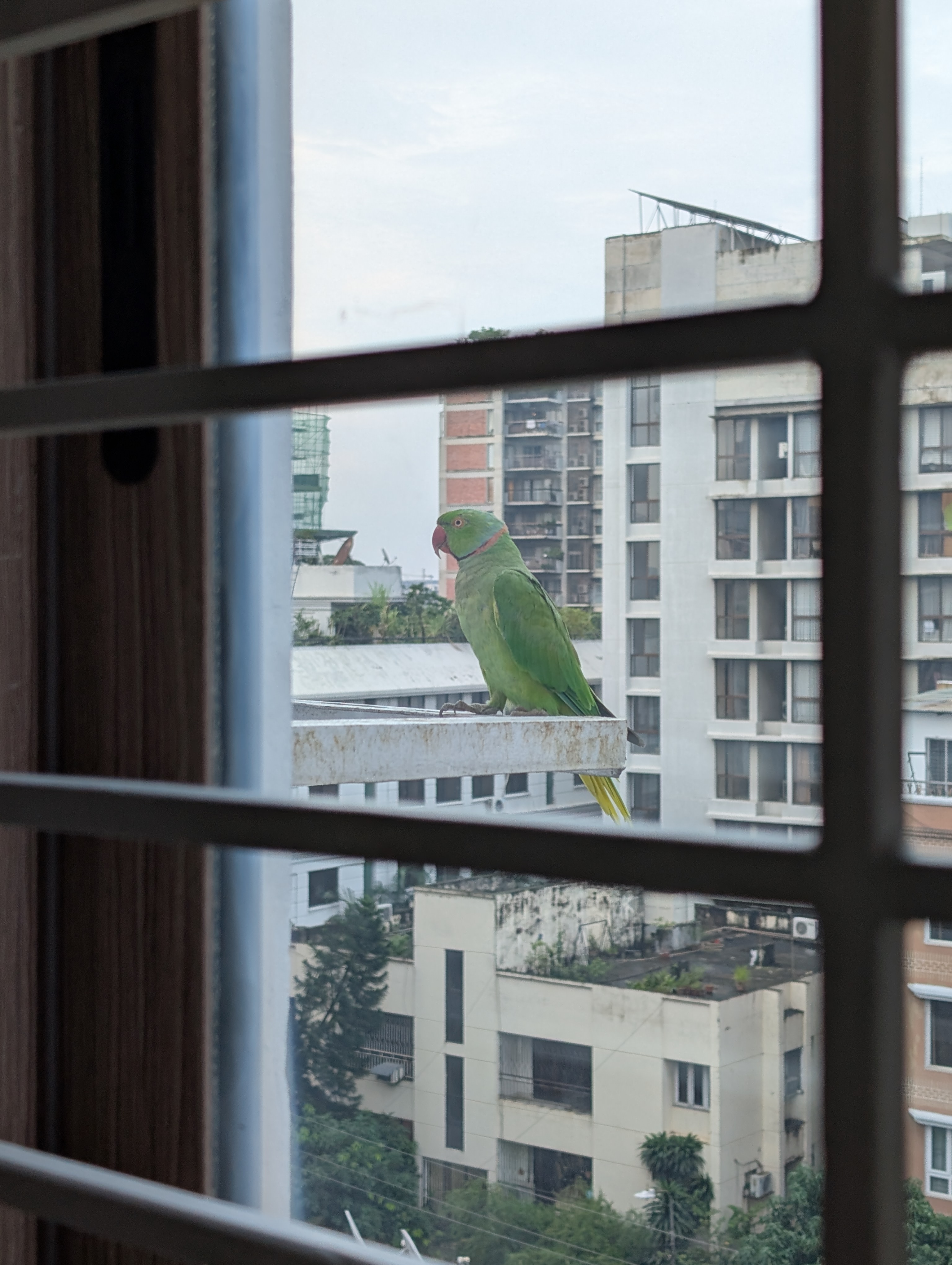 Ein grüner Paradiesvogel durch ein Fenster mit Gittern gesehen